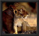 Lioness with Cub