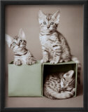 Bengal Kittens