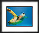 Green Sea Turtle