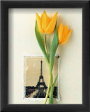 Tulip  Euro-Floral