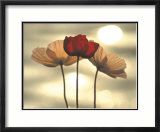 Icelandic Poppies