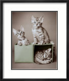 Bengal Kittens