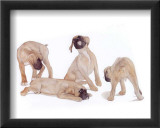 Puppies and Kittens III