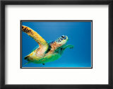 Green Sea Turtle