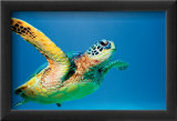 Green Sea Turtle