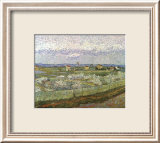 Orchard