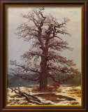 Oak in the Snow