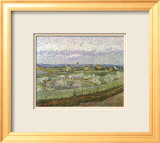 Orchard
