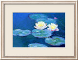 Waterlilies  Evening