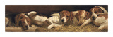 Foxhounds At Rest