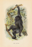 The Gorilla