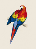 Red and Yellow Maccaw