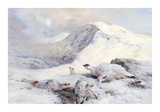 Winter Ptarmigan in a Mountain Landscape