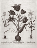 Botanical VII