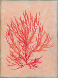 Coral Island II