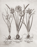 Botanical VI