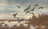 Coming In  Canada Geese