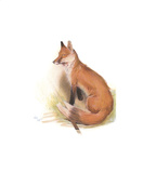 The Fox