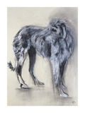 Irish Wolfhound