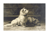 Scotties