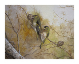Siskin in a Conifer Tree