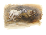 Whippets Running