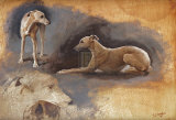 Whippets