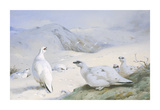 Ptarmigan in Winter