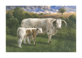 Longhorn Cow And Calf