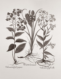Botanical V