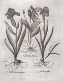 Botanical VIII