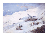 Woodcock in a Snowy Highland