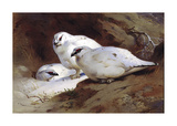 Ptarmigan in Winter Woodland