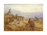 English Partridges