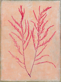 Coral Island IV