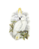 Cacatua Ophthalmica II