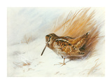 A Woodcock Among Reeds