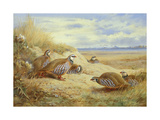 French Partridges