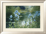 Blue Poppies