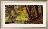 River Through the Woods