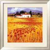 Poppies