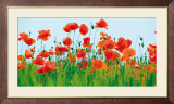 Poppy Fields