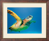 Green Sea Turtle