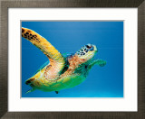Green Sea Turtle
