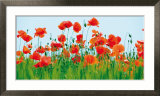 Poppy Fields