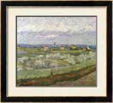 Orchard