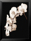 Orchid Dance II
