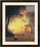 Light in the Forest
