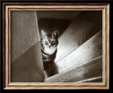 Cat in the Stairs