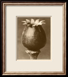 Sepia Botany Study I